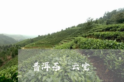 普洱茶 云宝/2023042737944